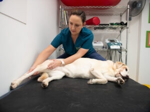 Ruptura de ligamento cruzado en la rodilla de su perro