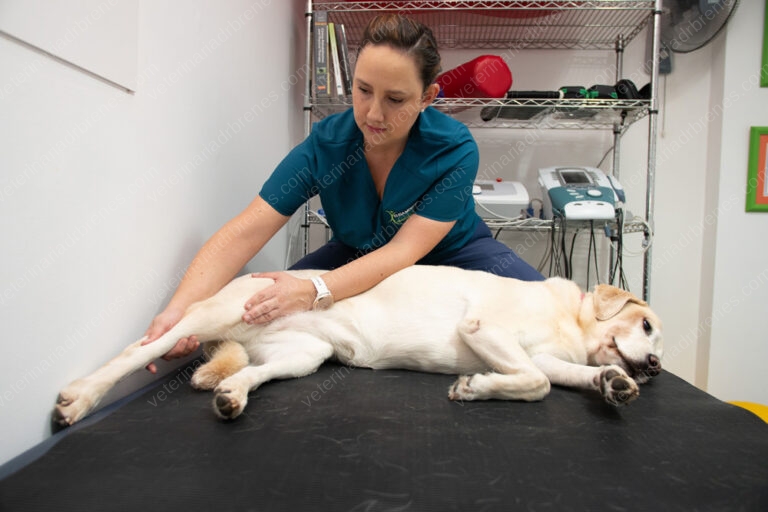 Ruptura de ligamento cruzado en la rodilla de su perro