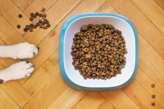 ¿Cómo cambiar el alimento de mi mascota? ¿Cómo cambiar el alimento de mi mascota?