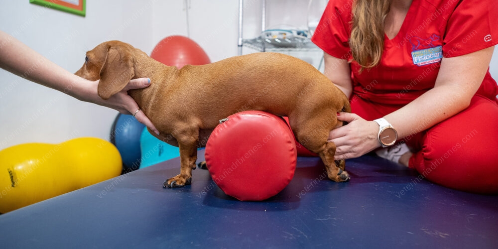 Neurorehabilitación en perros