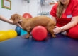 Neurorehabilitación en perros