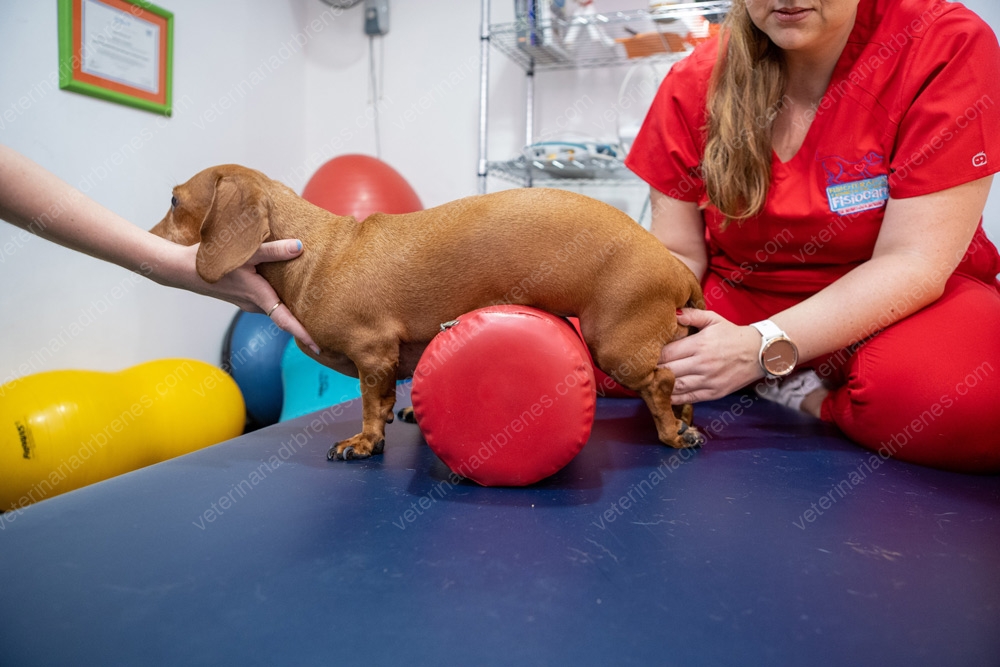 Neurorehabilitación en perros