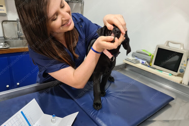 ¿Qué es y por qué es importante la consulta pre-anestésica?