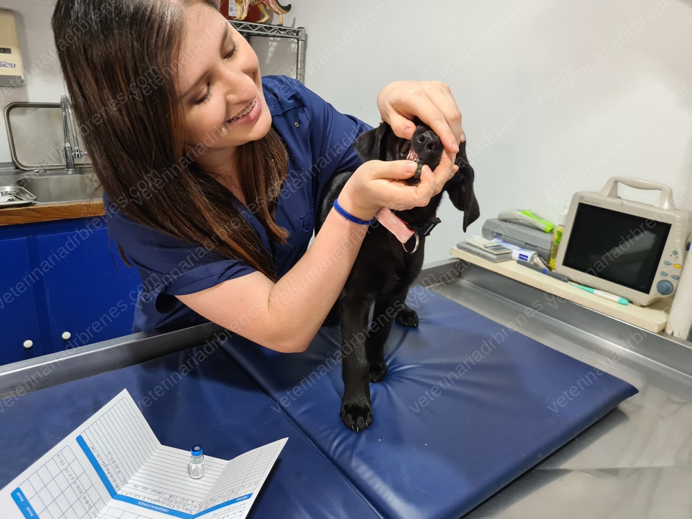 ¿Qué es y por qué es importante la consulta pre-anestésica?