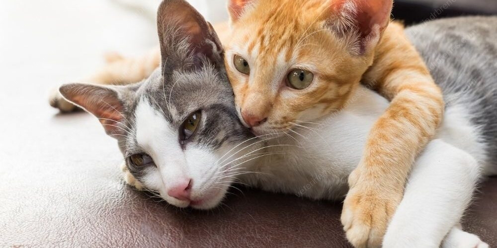 ¿Por qué mi gato no debe salir de la casa?