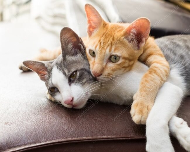 ¿Por qué mi gato no debe salir de la casa ¿Por qué mi gato no debe salir de la casa?