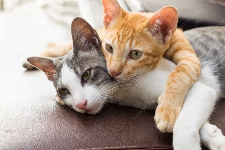 ¿Por qué mi gato no debe salir de la casa?