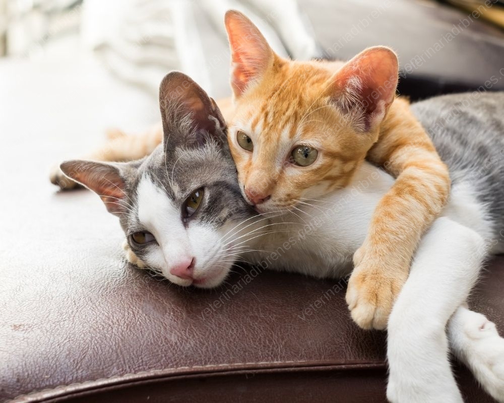 ¿Por qué mi gato no debe salir de la casa?