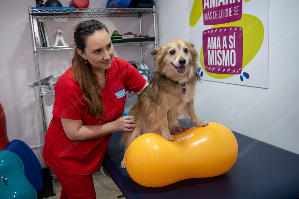 Rehabilitación y reeducación del movimiento en perros y gatos • Veterinaria Dr. Brenes
