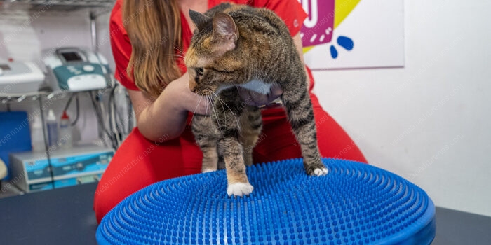 Ejercicio-Terapéutico-en-perros-y-gatos-como-parte-de-su-proceso-de-rehabilitación1