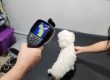 Termografía Veterinaria