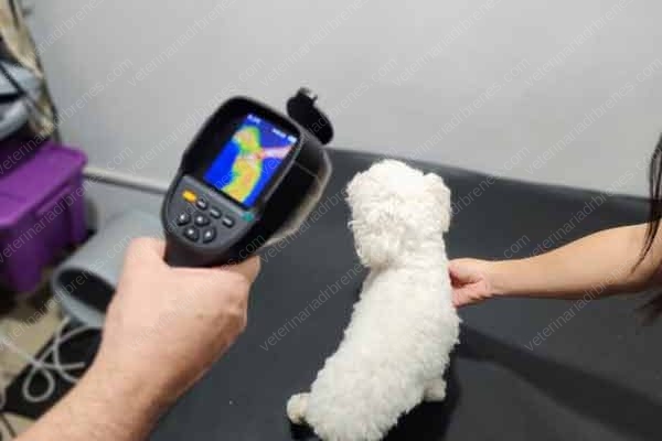 Termografía Veterinaria