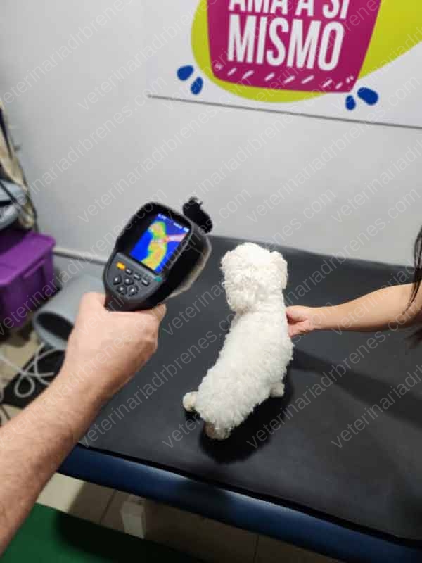Termografía Veterinaria Termografía Veterinaria