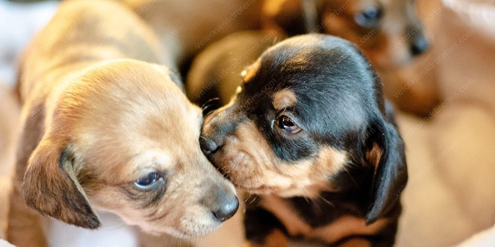 Consejos-del-cuido-de-un-cachorro