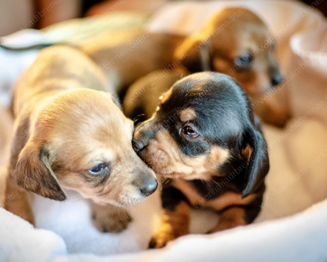Consejos-del-cuido-de-un-cachorro