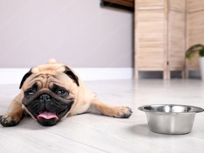 golpes de calor en perros y gatos1
