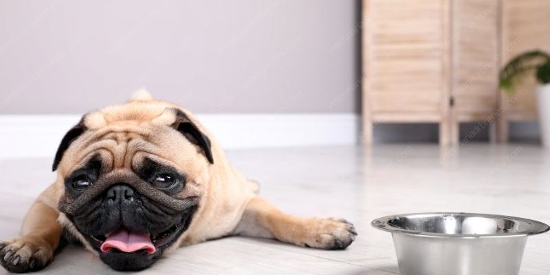 golpes de calor en perros y gatos1