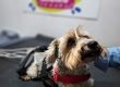 Tengo un perro mayor, ¿qué cuidados debo de tener?