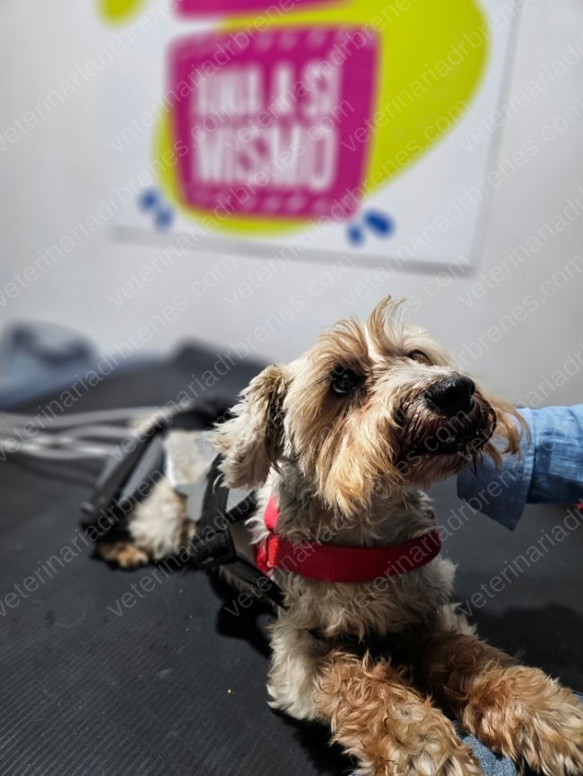 Tengo un perro mayor, ¿qué cuidados debo de tener?