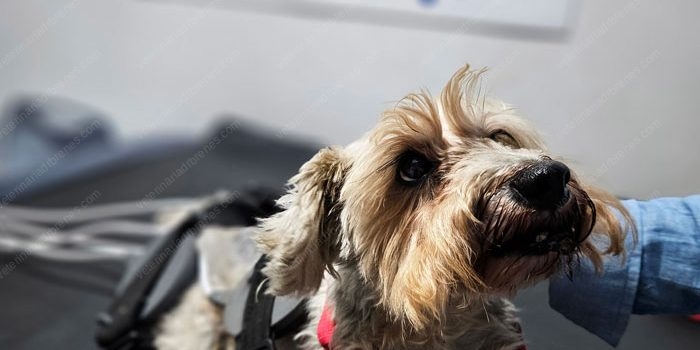 Tengo un perro mayor, ¿qué cuidados debo de tener? Tengo un perro mayor, ¿qué cuidados debo de tener?