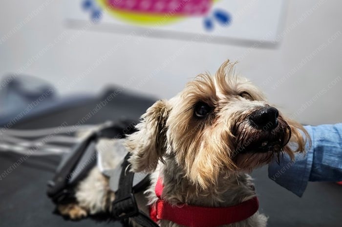 Tengo un perro mayor, ¿qué cuidados debo de tener?