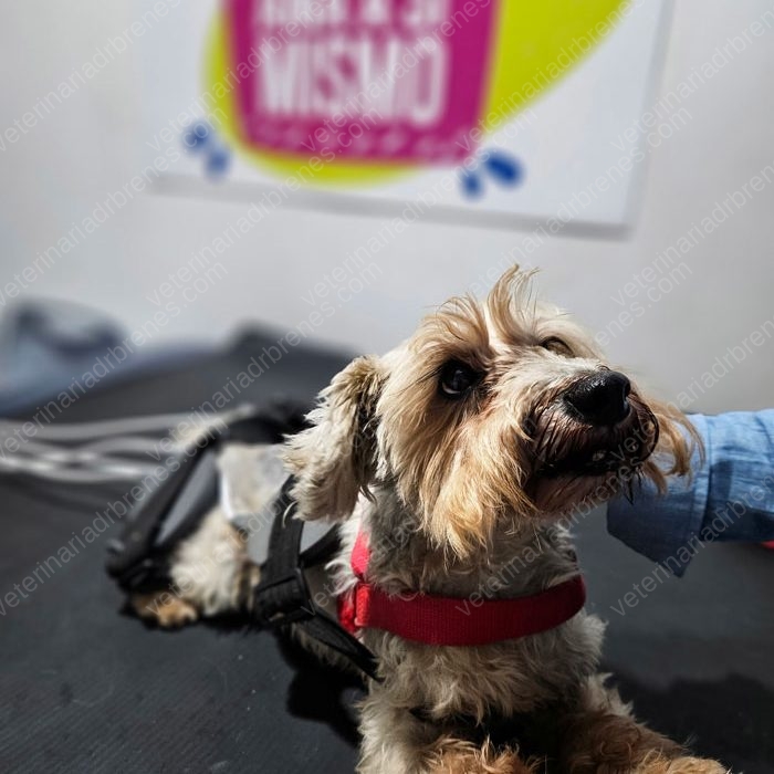 Tengo un perro mayor, ¿qué cuidados debo de tener?