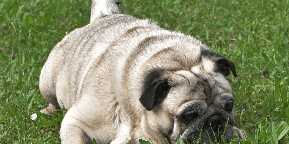 Sobrepeso en perros y cómo le ayudamos con fisioterapia1