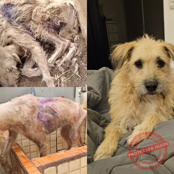 El maltrato animal una realidad que debemos cambiar El maltrato animal una realidad que debemos cambiar