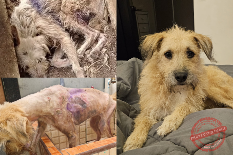 El maltrato animal una realidad que debemos cambiar