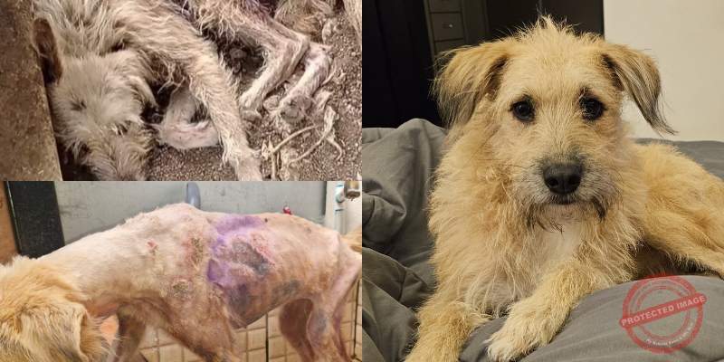 El maltrato animal una realidad que debemos cambiar El maltrato animal una realidad que debemos cambiar