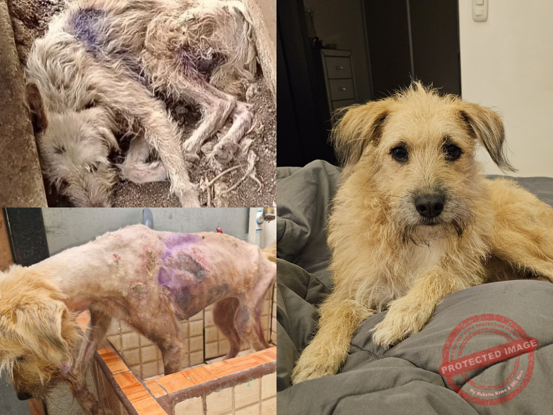 El maltrato animal una realidad que debemos cambiar