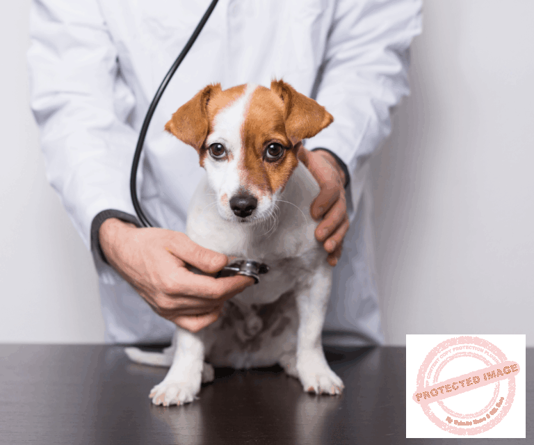 servicio cardiologia